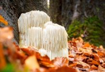 hericium vitalpilz was ist das definition