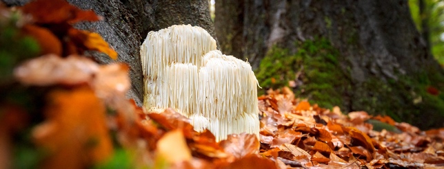 hericium vitalpilz was ist das definition