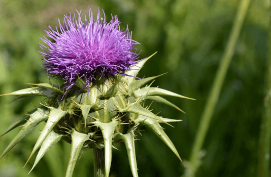 Mariendistel