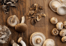 Shiitake Heilpilze