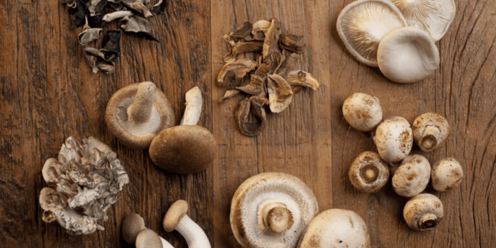 Shiitake Heilpilze