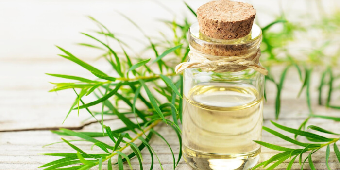 Teebaumöl Haut Haare Gesundheit