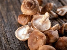 Was sind Vitalpilze
